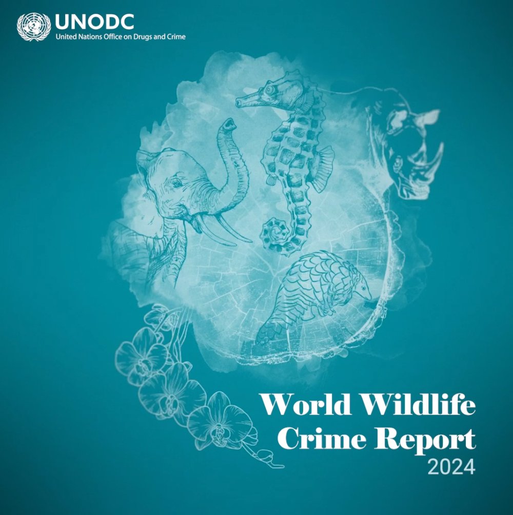 Launch of the World Wildlife Crime Report 2024: New data, trends ...