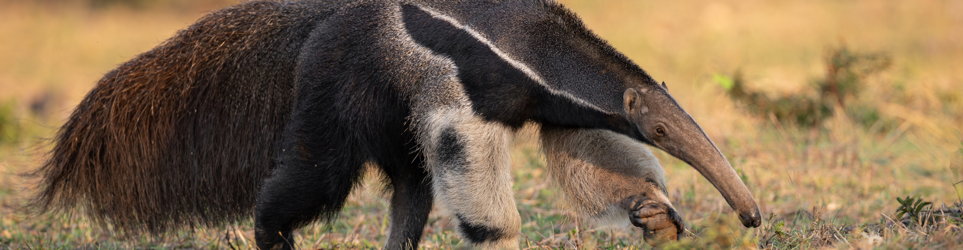 Giant anteater (Myrmecophaga tridactyla)