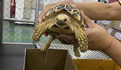 3 Thailand turtles seized customs.jpeg